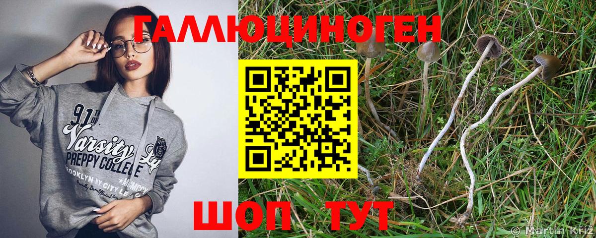 Шатура  Галлюциногенные грибы Psilocybe  Вход с VPN 